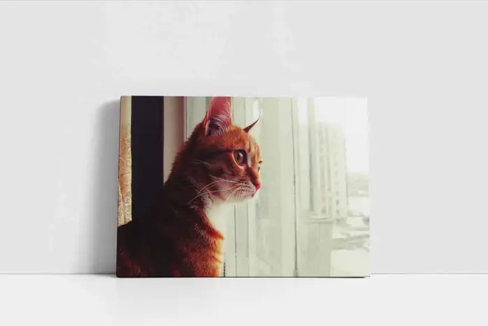 Sarı Kedi | Kanvas Tablo | Cam Tablo | Mdf Tablo | A32189 - Görsel 2