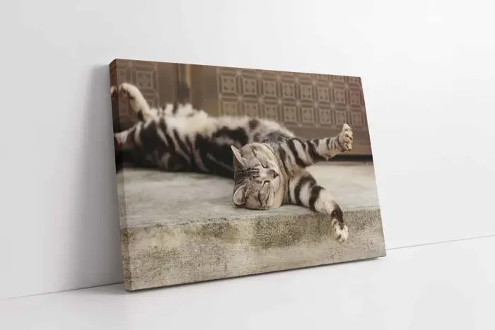 Kedi | Kanvas Tablo | Cam Tablo | Mdf Tablo | A32207 - Görsel 1