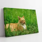 Kedi | Kanvas Tablo | Cam Tablo | Mdf Tablo | A32208