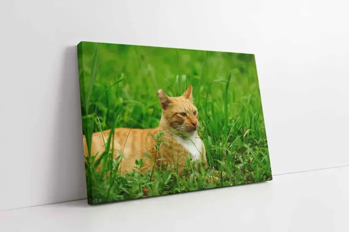 Kedi | Kanvas Tablo | Cam Tablo | Mdf Tablo | A32208 - Görsel 1