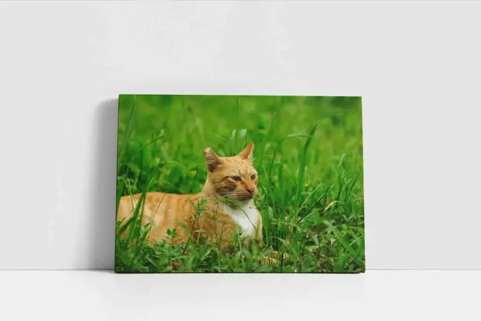 Kedi | Kanvas Tablo | Cam Tablo | Mdf Tablo | A32208 - Görsel 2
