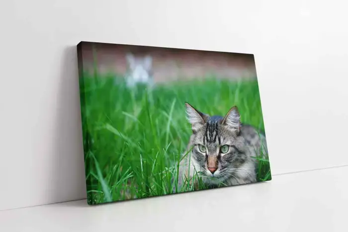 Kedi | Kanvas Tablo | Cam Tablo | Mdf Tablo | A32217 - Görsel 1