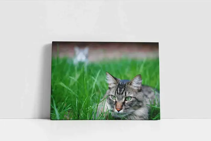 Kedi | Kanvas Tablo | Cam Tablo | Mdf Tablo | A32217 - Görsel 2
