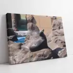 Fok Balığı | Kanvas Tablo | Cam Tablo | Mdf Tablo | A32222