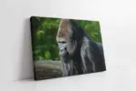 Orangutan | Kanvas Tablo | Cam Tablo | Mdf Tablo | A32223