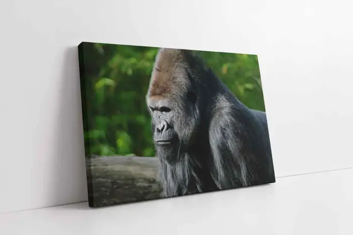 Orangutan | Kanvas Tablo | Cam Tablo | Mdf Tablo | A32223 - Görsel 1