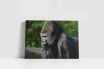 Orangutan | Kanvas Tablo | Cam Tablo | Mdf Tablo | A32223 - Görsel 2