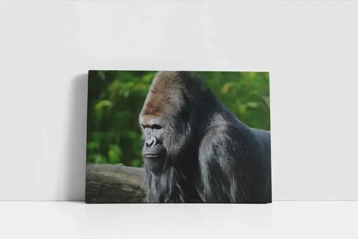 Orangutan | Kanvas Tablo | Cam Tablo | Mdf Tablo | A32223 - Görsel 2