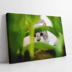 Kedi | Kanvas Tablo | Cam Tablo | Mdf Tablo | A32227