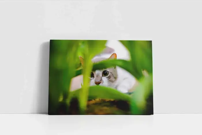 Kedi | Kanvas Tablo | Cam Tablo | Mdf Tablo | A32227 - Görsel 2