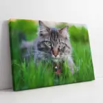 Kedi | Kanvas Tablo | Cam Tablo | Mdf Tablo | A32229