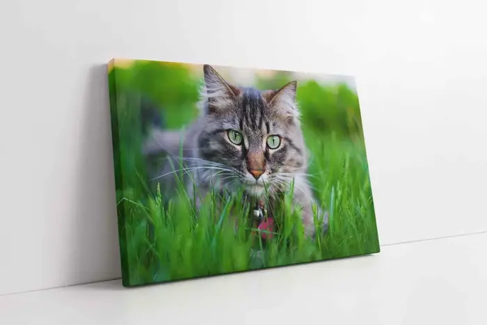 Kedi | Kanvas Tablo | Cam Tablo | Mdf Tablo | A32229 - Görsel 1