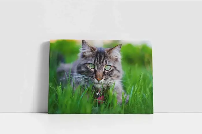 Kedi | Kanvas Tablo | Cam Tablo | Mdf Tablo | A32229 - Görsel 2