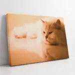 Kedi | Kanvas Tablo | Cam Tablo | Mdf Tablo | A32233