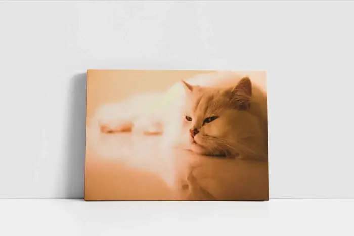Kedi | Kanvas Tablo | Cam Tablo | Mdf Tablo | A32233 - Görsel 2