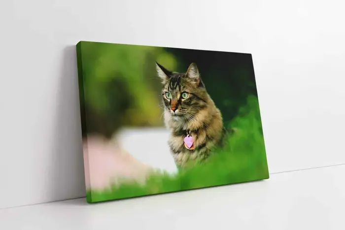 Kedi | Kanvas Tablo | Cam Tablo | Mdf Tablo | A32235 - Görsel 1