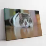 Kedi | Kanvas Tablo | Cam Tablo | Mdf Tablo | A32236