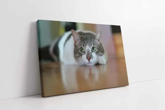 Kedi | Kanvas Tablo | Cam Tablo | Mdf Tablo | A32236 - Görsel 1