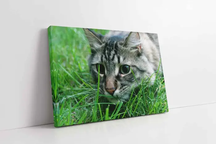Kedi | Kanvas Tablo | Cam Tablo | Mdf Tablo | A32237 - Görsel 1
