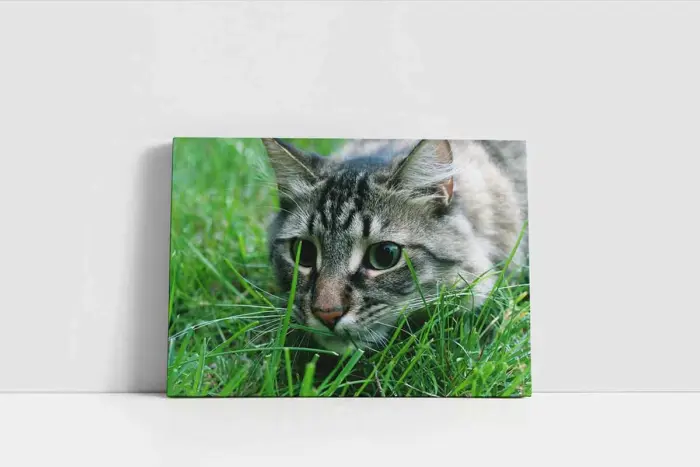 Kedi | Kanvas Tablo | Cam Tablo | Mdf Tablo | A32237 - Görsel 2