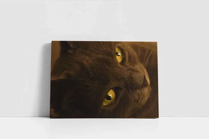 Kedi | Kanvas Tablo | Cam Tablo | Mdf Tablo | A32238 - Görsel 2