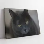 Kedi | Kanvas Tablo | Cam Tablo | Mdf Tablo | A32239