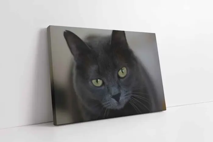 Kedi | Kanvas Tablo | Cam Tablo | Mdf Tablo | A32239 - Görsel 1