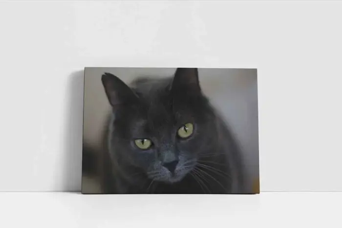 Kedi | Kanvas Tablo | Cam Tablo | Mdf Tablo | A32239 - Görsel 2