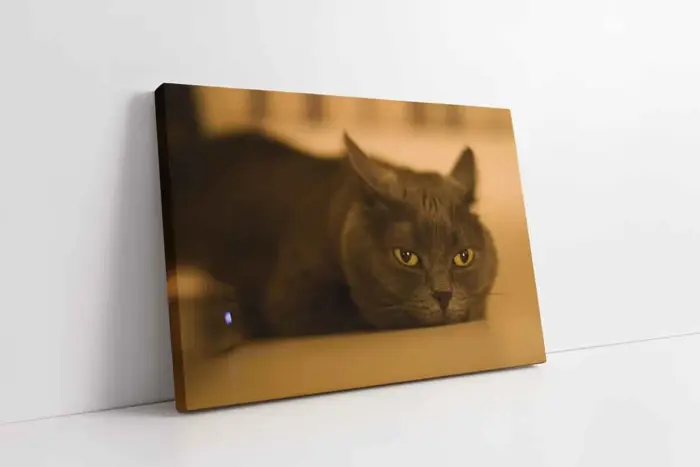 Kedi | Kanvas Tablo | Cam Tablo | Mdf Tablo | A32240 - Görsel 1