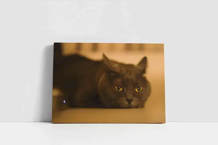 Kedi | Kanvas Tablo | Cam Tablo | Mdf Tablo | A32240 - Görsel 2