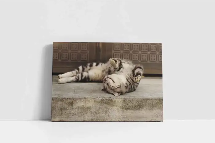 Kedi | Kanvas Tablo | Cam Tablo | Mdf Tablo | A32241 - Görsel 2