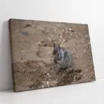 Sincap | Kanvas Tablo | Cam Tablo | Mdf Tablo | A32243