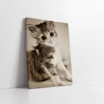 Kedi Yavrusu | Kanvas Tablo | Cam Tablo | Mdf Tablo | A32258