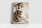 Kedi Yavrusu | Kanvas Tablo | Cam Tablo | Mdf Tablo | A32258 - Görsel 2