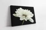 Siyah Beyaz Çiçek | Kanvas Tablo | Cam Tablo | Mdf Tablo | B03019