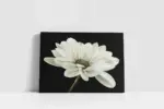 Siyah Beyaz Çiçek | Kanvas Tablo | Cam Tablo | Mdf Tablo | B03019 - Görsel 2