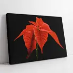 Kırmızı Çiçek | Kanvas Tablo | Cam Tablo | Mdf Tablo | B03033
