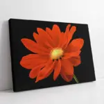 Kırmızı Çiçek | Kanvas Tablo | Cam Tablo | Mdf Tablo | B03039
