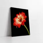 Kırmızı Çiçek | Kanvas Tablo | Cam Tablo | Mdf Tablo | B03041