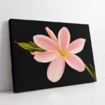 Pembe Çiçek | Kanvas Tablo | Cam Tablo | Mdf Tablo | B03045
