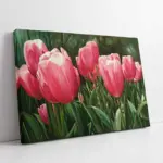 Pembe Lale Tarlası | Kanvas Tablo | Cam Tablo | Mdf Tablo | B03133