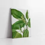 Yeşil Beyaz Yaprak | Kanvas Tablo | Cam Tablo | Mdf Tablo | B33108