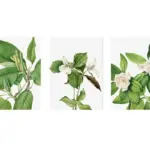 Beyaz Çiçekler Üçlü Kanvas Tablo | Cam Tablo | Mdf Tablo Seti | B33144