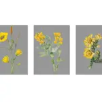 Gri Zemin Sarı Çiçekler Üçlü Kanvas Tablo | Cam Tablo | Mdf Tablo Seti | B33146