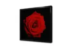 Siyah Fon Üzerinde Kırmızı Gül | Kanvas Tablo | Cam Tablo | Mdf Tablo | A03164 - Görsel 4