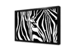 Yakın Çekim Zebra | Kanvas Tablo | Cam Tablo | Mdf Tablo | A32027 - Görsel 4