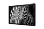 Yakın Çekim Zebra | Kanvas Tablo | Cam Tablo | Mdf Tablo | A32030 - Görsel 4
