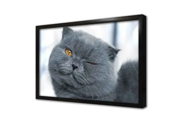 Gri Kedi | Kanvas Tablo | Cam Tablo | Mdf Tablo | A32113 - Görsel 4