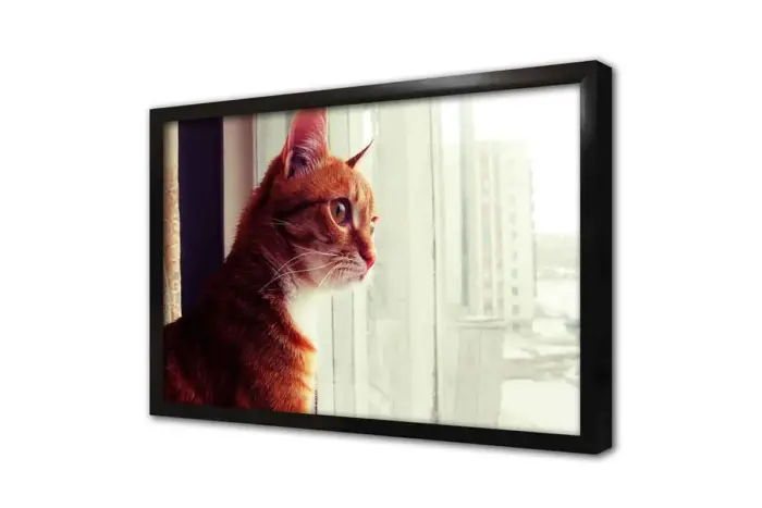 Sarı Kedi | Kanvas Tablo | Cam Tablo | Mdf Tablo | A32189 - Görsel 4
