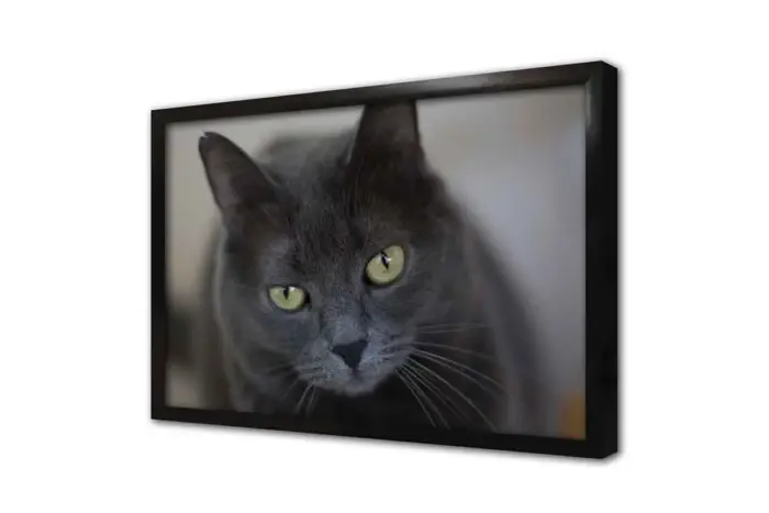 Kedi | Kanvas Tablo | Cam Tablo | Mdf Tablo | A32239 - Görsel 4